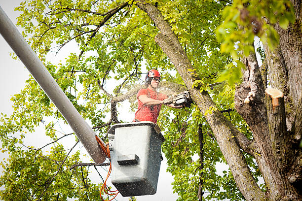 Palm Tree Trimming in Ionia, MI